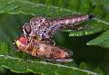 Robberfly attacking hoverfly - Charles Whitfield-King